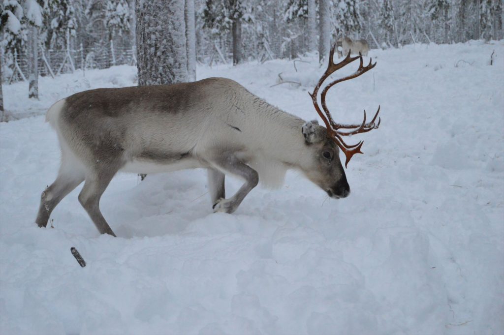 Reindeer eating in Rovaniemi - Reindeer Farm Porohaka