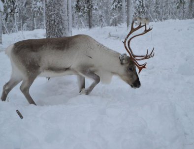 Reindeer eating in Rovaniemi - Reindeer Farm Porohaka