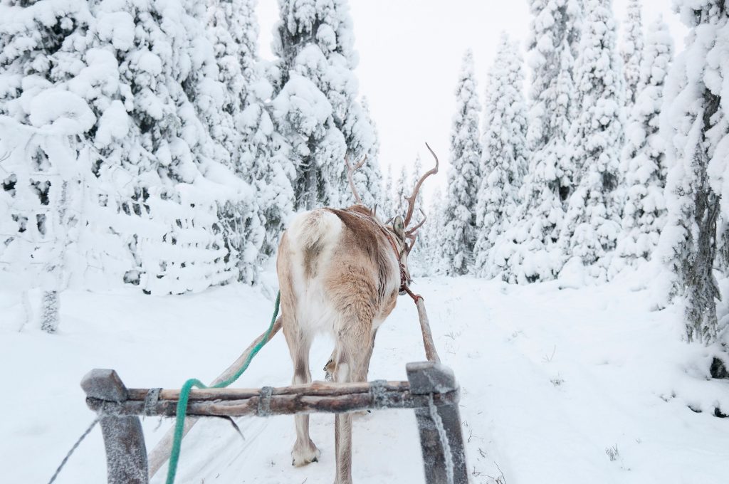 Reindeer Sleigh Ride by Reindeer Farm Porohaka - Rovaniemi