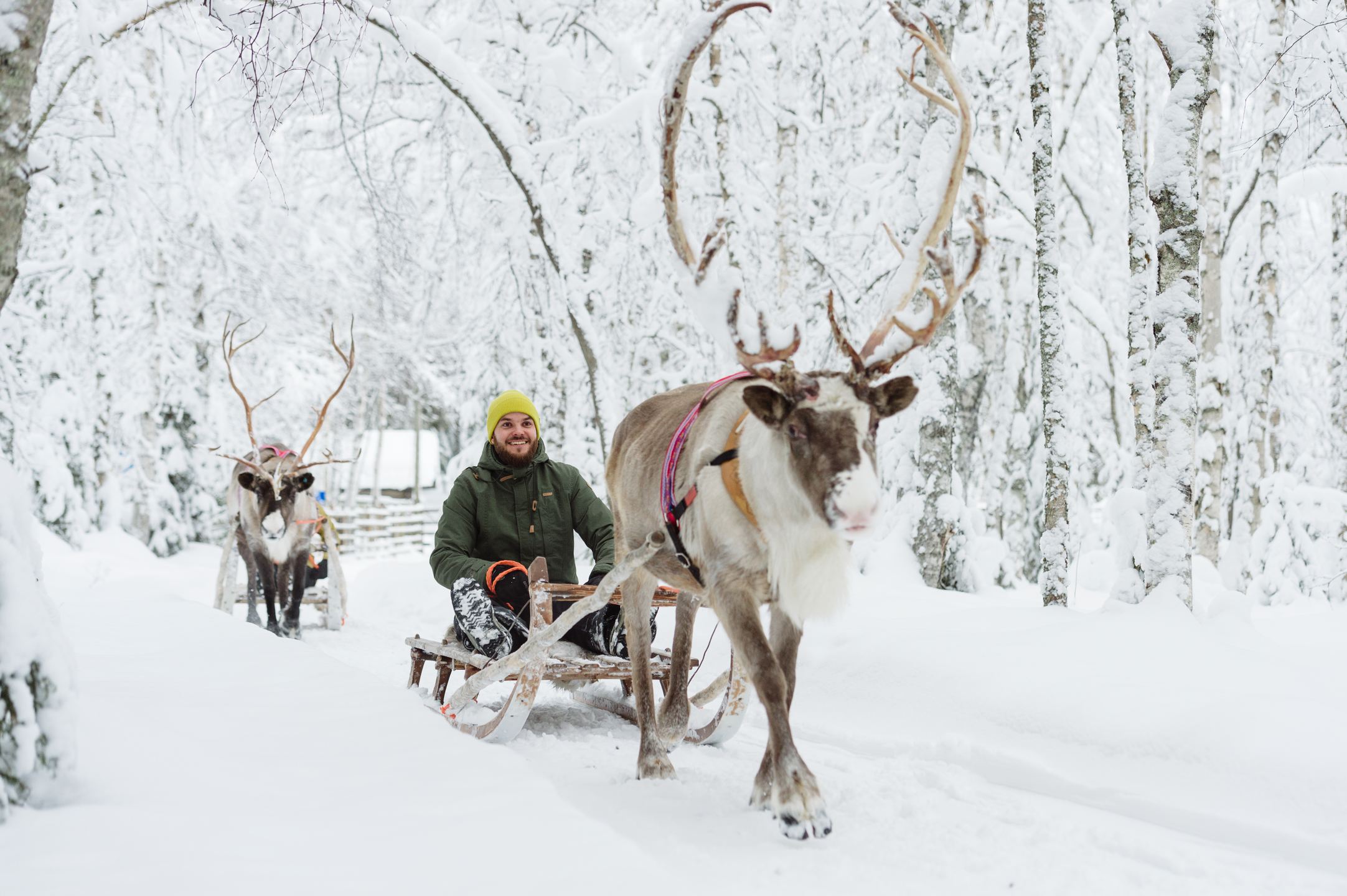 REindeer Farm Visit Tours and Reindeer Sleigh Rides in Rovaniemi with Reindeer Farm Porohaka