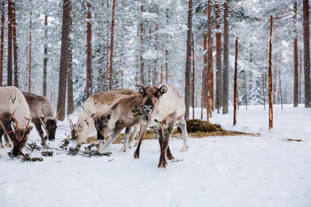 Reindeers in a snow winter forest farm in Lapland. Finland