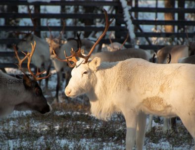 White_reindeer_at_Reindeer_Farm_Porohaka_Rovaniemi