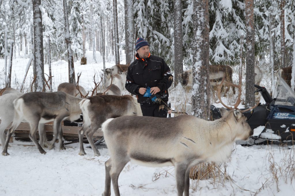 Reindeer herder Mr Jukka Alajärvi with his reindeer