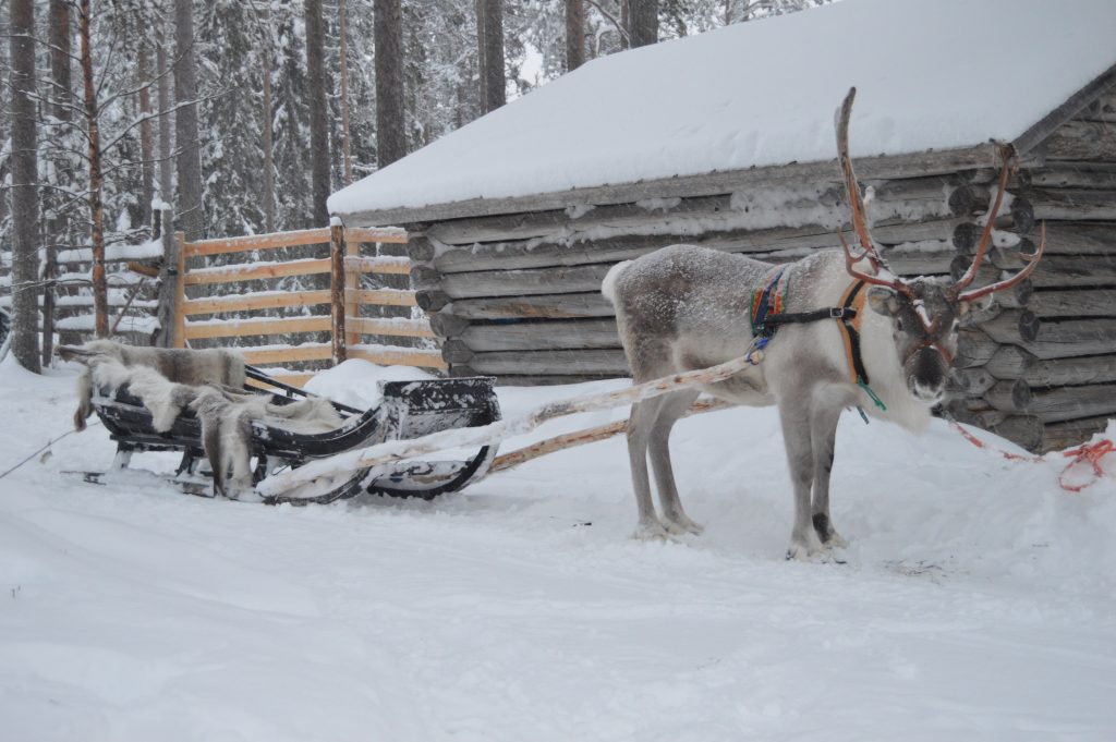 Reindeer pulling sleigh in winter - Reindeer Farm Porohaka, Lapland Finland
