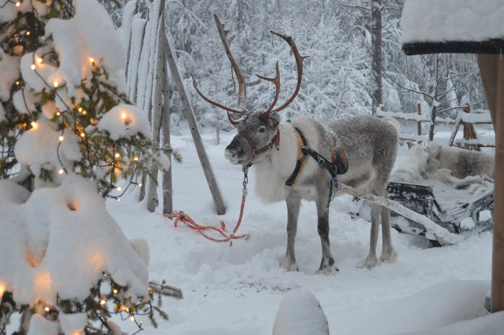 Reindeer pulling sleigh in winter - Reindeer Farm Porohaka, Lapland Finland