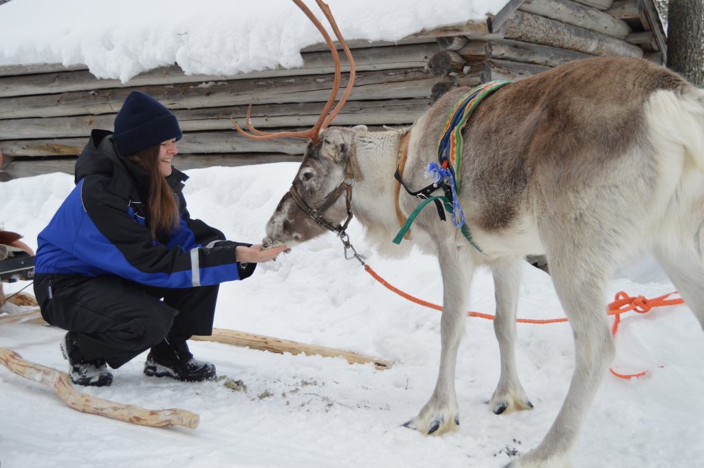 One of our guests feeding a young reindeer
