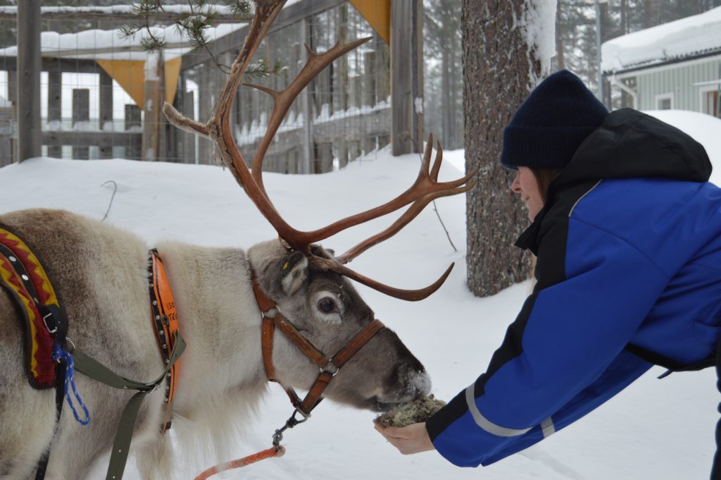 Feeding reindeer in Reindeer Farm Porohaka, Lapland Finland