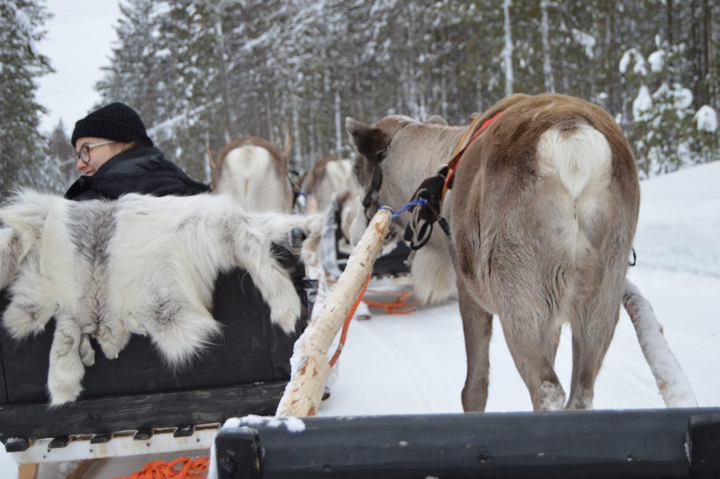 Reindeer pulling sleigh - Reindeer Farm Porohaka, Lapland Finland