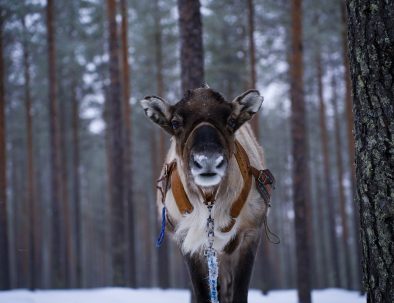 A male reindeer with looking at the photographist at Reindeer Farm Porohaka in Rovaniemi