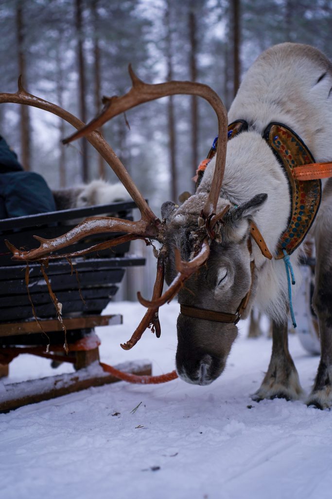 A male reindeer with big horns preparing for pullig a sled at Reindeer Farm Porohaka in Rovaniemi