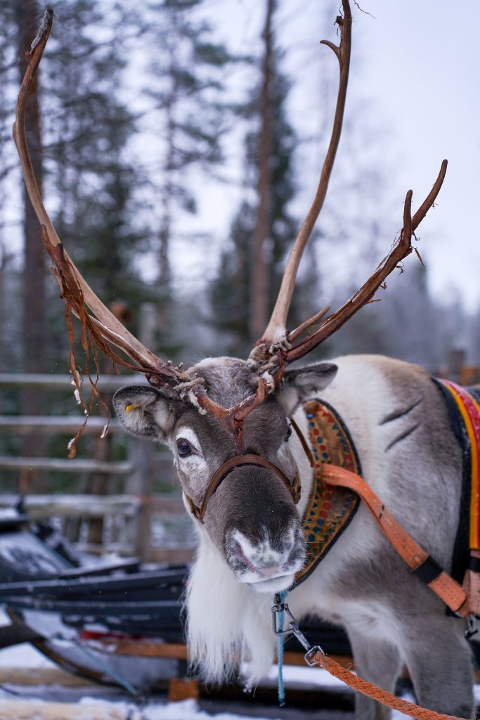 A male reindeer with big horns preparing for pullig a sled at Reindeer Farm Porohaka in Rovaniemi
