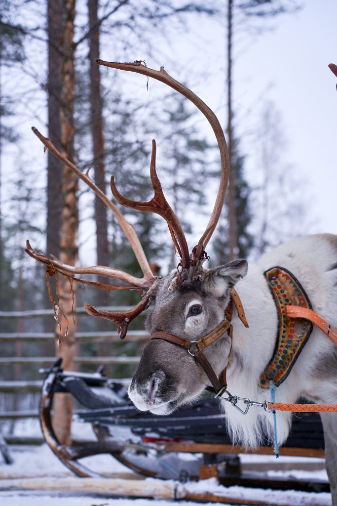 A male reindeer preparing for pullig a sled at Reindeer Farm Porohaka in Rovaniemi