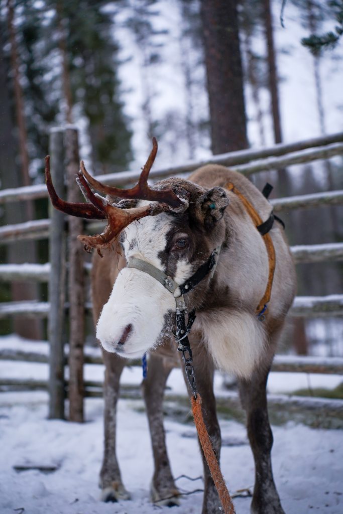 Reindeer with white mouth enjoying his time at Reindeer Farm Porohaka in Rovaniemi