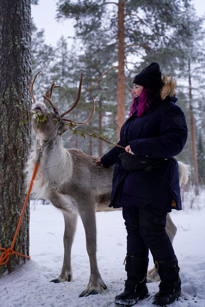 One of guest feeding a reindeer at Reindeer Farm Porohaka in Rovaniemi
