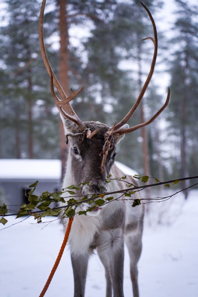 Reindeer with big horns eating at Reindeer Farm Porohaka in Rovaniemi