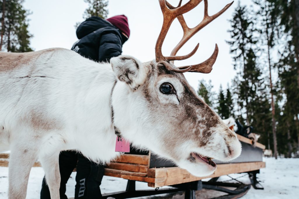 White reindeer at Reindeer Farm Porohaka in Rovaniemi