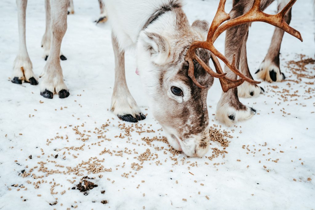 White reindeer eating at Reindeer Farm Porohaka in Rovaniemi