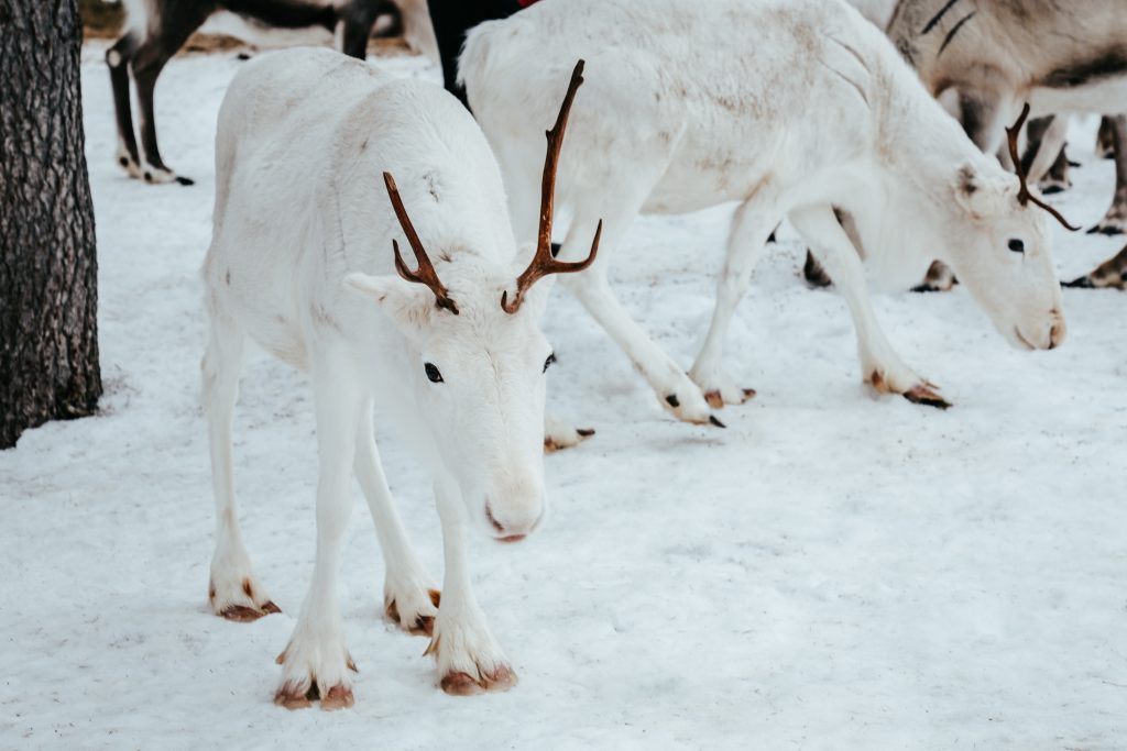 Two white reindeer at Reindeer Farm Porohaka in Rovaniemi